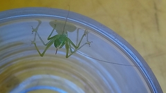 Meconema meridionale