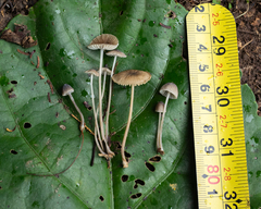 Mycena