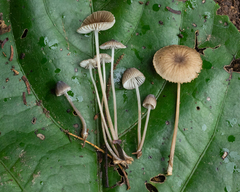 Mycena