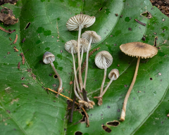 Mycena