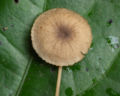 Mycena