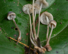 Mycena