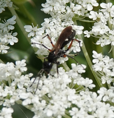 Cryptocheilus versicolor