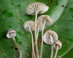 Mycena