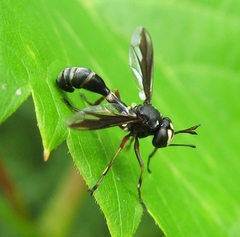 Physocephala furcillata