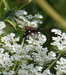 Cryptocheilus versicolor