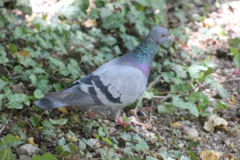 Columba livia domestica