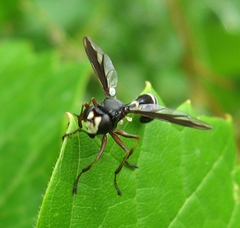 Physocephala furcillata