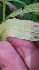 Pucciniastrum epilobii