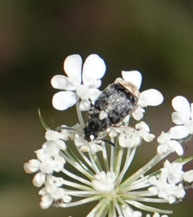 Megabruchidius dorsalis