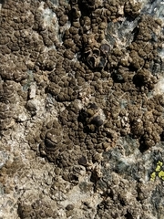 Protoparmelia badia