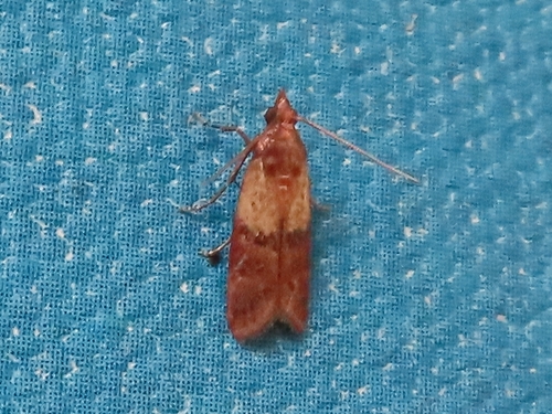 Indian-Meal Moth, 9717 BB Groningen, Netherlands, photo 9 of 10