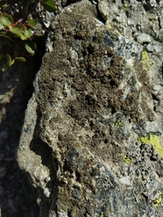 Protoparmelia badia