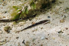 Platycephalus laevigatus