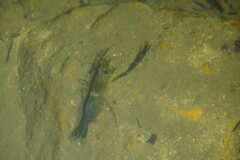 Macrobrachium laevis