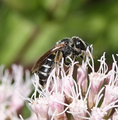 Halictus simplex