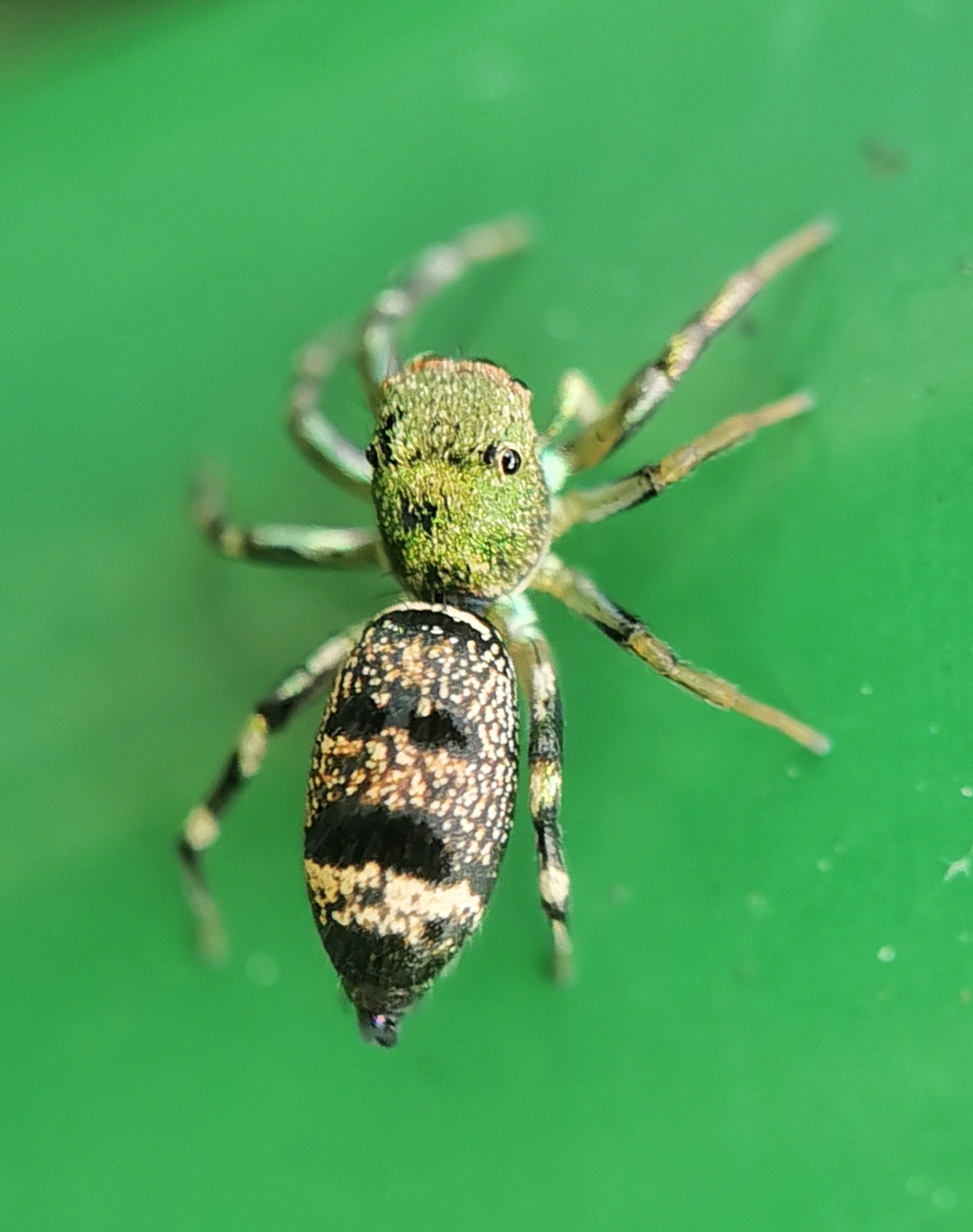 Sea-green Northern Jumper (Cosmophasis thalassina) · iNaturalist