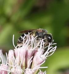 Halictus simplex