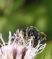 Halictus simplex