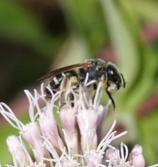 Halictus simplex