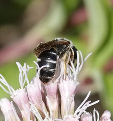 Halictus simplex