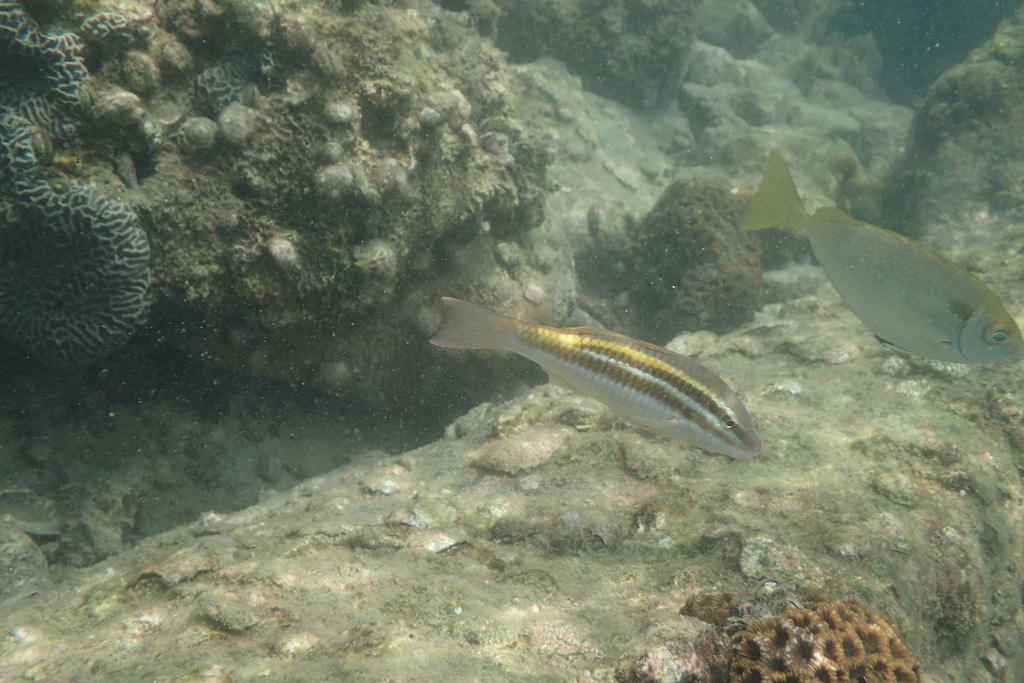 Pointed Goatfish
