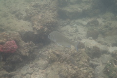 Acanthopagrus schlegelii