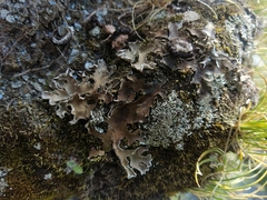 Peltigera ponojensis