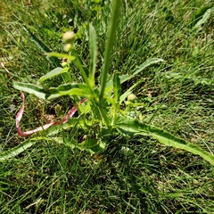 Sonchus arvensis