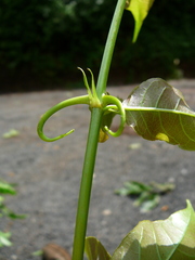 Uncaria africana image