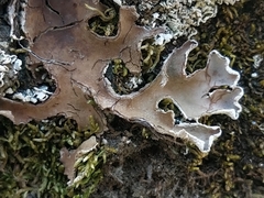 Peltigera ponojensis