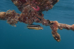 Petroscirtes breviceps