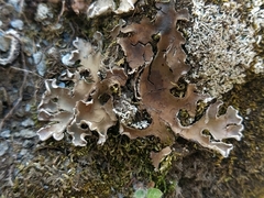 Peltigera ponojensis