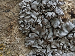 Dermatocarpon intestiniforme