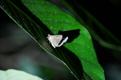 Lophoptera squammigera