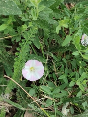 Convolvulus arvensis