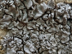 Dermatocarpon intestiniforme