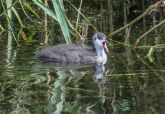 Fulica atra