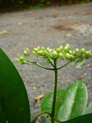 Psychotria comorensis image