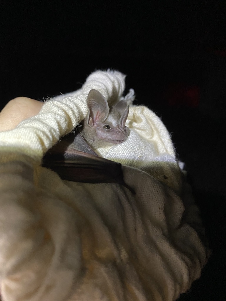 Pygmy Fruit-eating Bat from Cozumel, Q.R., México on July 2, 2021 at 09 ...