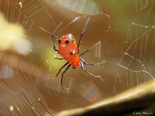 Pronous tuberculifer · iNaturalist