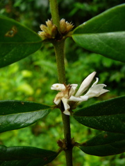 Image of Cremaspora triflora