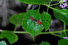Dindymus sanguineus