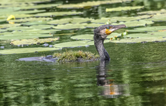 Phalacrocorax carbo
