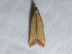 Dichomeris heriguronis