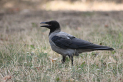 Corvus cornix