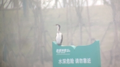 Phalacrocorax capillatus
