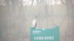 Phalacrocorax capillatus