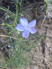 Ipomopsis longiflora