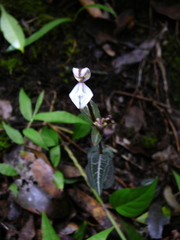 Disperis tripetaloides image